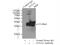Annexin A2 antibody, 60051-1-Ig, Proteintech Group, Immunoprecipitation image 