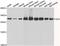 AU RNA Binding Methylglutaconyl-CoA Hydratase antibody, A7424, ABclonal Technology, Western Blot image 