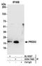 Peroxiredoxin 3 antibody, A304-744A, Bethyl Labs, Immunoprecipitation image 