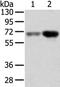 F-box-like/WD repeat-containing protein TBL1X antibody, CSB-PA441798, Cusabio, Western Blot image 