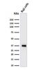 POU domain class 2-associating factor 1 antibody, AE00200, Aeonian Biotech, Western Blot image 