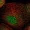 Zinc Finger Protein 641 antibody, PA5-57190, Invitrogen Antibodies, Immunofluorescence image 