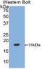 Calmodulin antibody, LS-C303720, Lifespan Biosciences, Western Blot image 