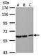 DEAD-Box Helicase 59 antibody, GTX120592, GeneTex, Western Blot image 
