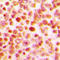 ETS Proto-Oncogene 1, Transcription Factor antibody, LS-C358750, Lifespan Biosciences, Immunohistochemistry frozen image 