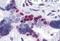 Musashi RNA Binding Protein 1 antibody, MBS245686, MyBioSource, Immunohistochemistry paraffin image 