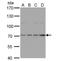 Histidine Decarboxylase antibody, NBP2-16797, Novus Biologicals, Western Blot image 