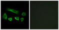 5'-Nucleotidase, Cytosolic IB antibody, abx014411, Abbexa, Western Blot image 