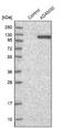 ADAM Metallopeptidase Domain 30 antibody, NBP1-86980, Novus Biologicals, Western Blot image 
