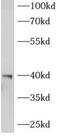 1-Acylglycerol-3-Phosphate O-Acyltransferase 3 antibody, FNab00216, FineTest, Western Blot image 
