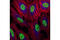 Histone H3 antibody, 5326T, Cell Signaling Technology, Immunofluorescence image 