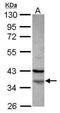 Family With Sequence Similarity 76 Member A antibody, PA5-31685, Invitrogen Antibodies, Western Blot image 