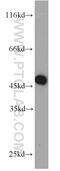 Mitogen-Activated Protein Kinase Kinase 2 antibody, 11049-1-AP, Proteintech Group, Western Blot image 