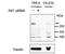 Replication Timing Regulatory Factor 1 antibody, PA5-37951, Invitrogen Antibodies, Western Blot image 