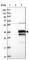 Enkurin, TRPC Channel Interacting Protein antibody, HPA037594, Atlas Antibodies, Western Blot image 