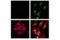 Histone H3 antibody, 15485S, Cell Signaling Technology, Immunofluorescence image 