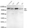Ubiquitin Like With PHD And Ring Finger Domains 1 antibody, MA5-24766, Invitrogen Antibodies, Western Blot image 
