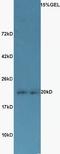 Histone H2B type 1 antibody, orb6151, Biorbyt, Western Blot image 