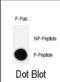 CRK Proto-Oncogene, Adaptor Protein antibody, abx025106, Abbexa, Dot Blot image 