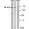 DNA mismatch repair protein Mlh3 antibody, PA5-49933, Invitrogen Antibodies, Western Blot image 