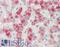 Alpha-2-Macroglobulin antibody, LS-B11265, Lifespan Biosciences, Immunohistochemistry frozen image 