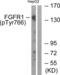 Fibroblast Growth Factor Receptor 1 antibody, abx012438, Abbexa, Western Blot image 
