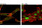 p65 antibody, 49445S, Cell Signaling Technology, Immunofluorescence image 