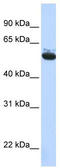 Coatomer subunit delta antibody, TA335019, Origene, Western Blot image 
