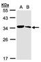 Metabolism Of Cobalamin Associated C antibody, orb69841, Biorbyt, Western Blot image 