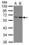 FERM Domain Containing 8 antibody, LS-C155713, Lifespan Biosciences, Western Blot image 