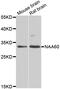 N(Alpha)-Acetyltransferase 60, NatF Catalytic Subunit antibody, abx006936, Abbexa, Western Blot image 
