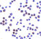 Lin-54 DREAM MuvB Core Complex Component antibody, 7933, ProSci, Immunocytochemistry image 