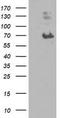 Mama antibody, CF503456, Origene, Western Blot image 