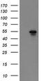 RAB6-interacting golgin antibody, LS-C799467, Lifespan Biosciences, Western Blot image 