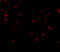 FYN Binding Protein 1 antibody, 4279, ProSci, Immunofluorescence image 