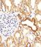 BCL2 Like 11 antibody, MBS9204938, MyBioSource, Immunohistochemistry paraffin image 
