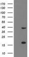 PDZ And LIM Domain 2 antibody, TA502743S, Origene, Western Blot image 