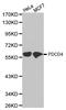 Programmed Cell Death 4 antibody, LS-C332086, Lifespan Biosciences, Western Blot image 