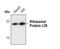 Ribosomal Protein L26 antibody, PA5-17093, Invitrogen Antibodies, Western Blot image 