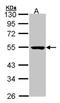 Protein Serine Kinase H1 antibody, orb73706, Biorbyt, Western Blot image 