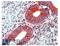Erythrocyte Membrane Protein Band 4.1 Like 2 antibody, AP22443PU-N, Origene, Immunohistochemistry paraffin image 