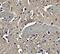 Neuronal Pentraxin 2 antibody, A09667, Boster Biological Technology, Immunohistochemistry paraffin image 