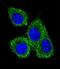 Prolactin-inducible protein antibody, LS-C166408, Lifespan Biosciences, Immunofluorescence image 