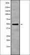 Ras association domain-containing protein 8 antibody, orb338600, Biorbyt, Western Blot image 