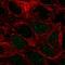 Peptidase D antibody, HPA072045, Atlas Antibodies, Immunofluorescence image 