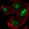 Zinc Finger Protein 593 antibody, HPA054363, Atlas Antibodies, Immunocytochemistry image 