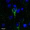Steroid sulfatase antibody, 45-297, ProSci, Enzyme Linked Immunosorbent Assay image 
