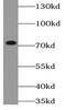Methyltransferase Like 3 antibody, FNab05139, FineTest, Western Blot image 
