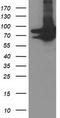 Protein arginine N-methyltransferase 2 antibody, CF503643, Origene, Western Blot image 