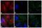 Mouse IgG (H+L) antibody, A15986, Invitrogen Antibodies, Immunofluorescence image 